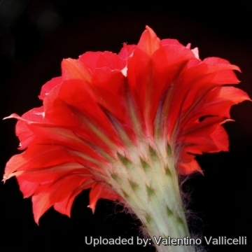 13773 valentino Valentino Vallicelli