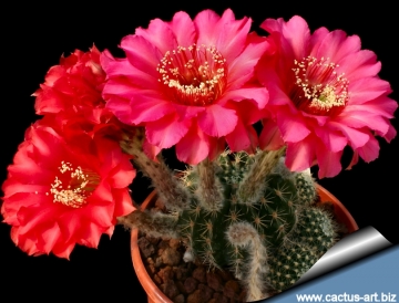 13774 cactus-art Cactus Art