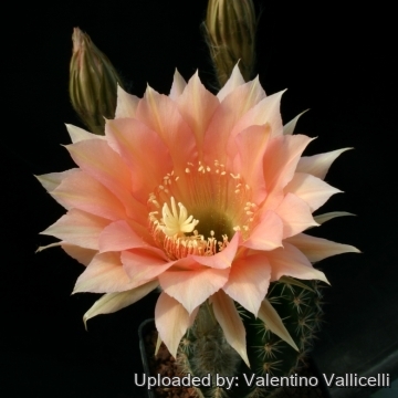 13779 valentino Valentino Vallicelli