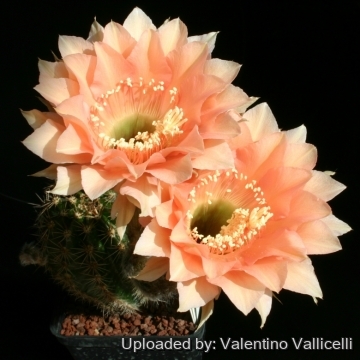 13783 valentino Valentino Vallicelli