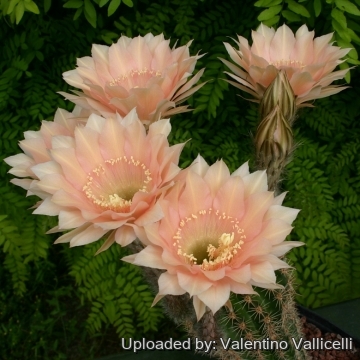 13942 valentino Valentino Vallicelli