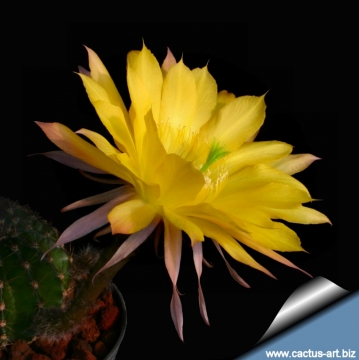 13785 cactus-art Cactus Art