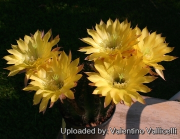 13931 valentino Valentino Vallicelli