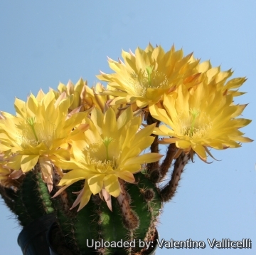 13932 valentino Valentino Vallicelli