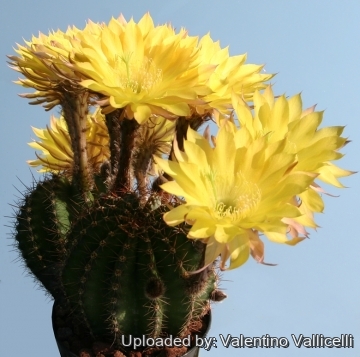 13933 valentino Valentino Vallicelli