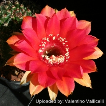 13791 valentino Valentino Vallicelli