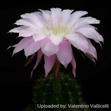 13794 valentino Valentino Vallicelli