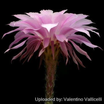 13795 valentino Valentino Vallicelli