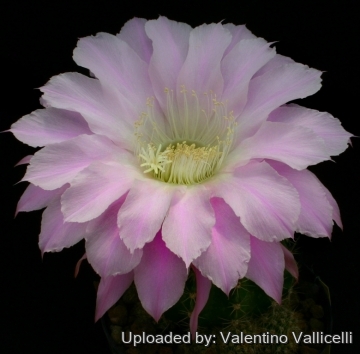 13796 valentino Valentino Vallicelli