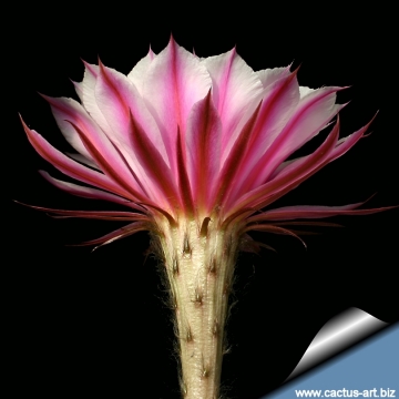 13807 cactus-art Cactus Art