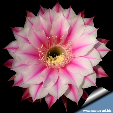 13809 cactus-art Cactus Art