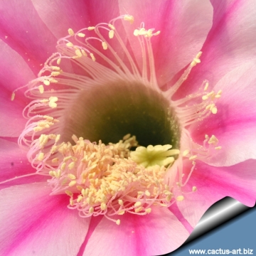 13810 cactus-art Cactus Art