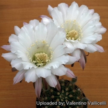 13825 valentino Valentino Vallicelli