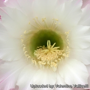 13827 valentino Valentino Vallicelli