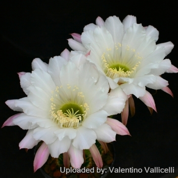 13828 valentino Valentino Vallicelli