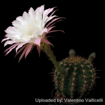 13829 valentino Valentino Vallicelli