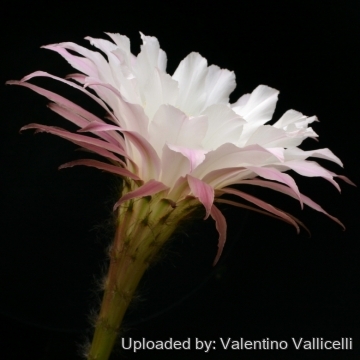 13830 valentino Valentino Vallicelli