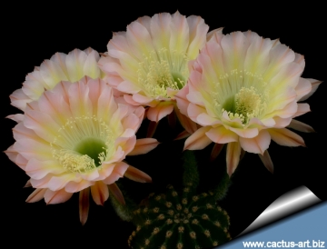 13833 cactus-art Cactus Art