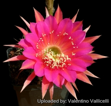 13856 valentino Valentino Vallicelli