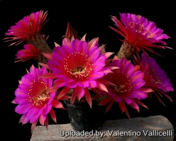 13857 valentino Valentino Vallicelli