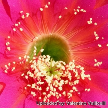 13858 valentino Valentino Vallicelli