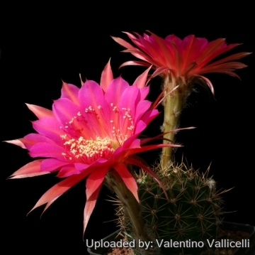 13859 valentino Valentino Vallicelli