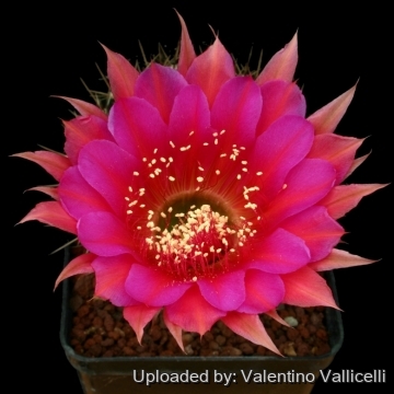 13860 valentino Valentino Vallicelli