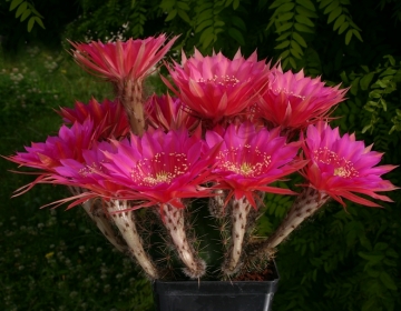 13916 cactus-art Cactus Art