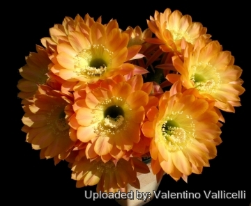 13862 valentino Valentino Vallicelli