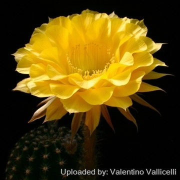 13873 valentino Valentino Vallicelli