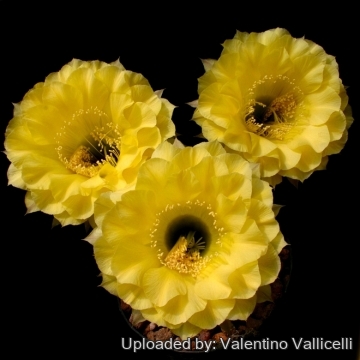 13874 valentino Valentino Vallicelli