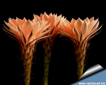 13879 cactus-art Cactus Art