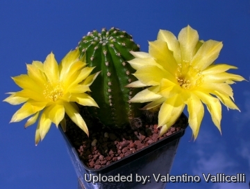 13887 valentino Valentino Vallicelli