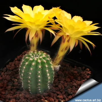 13889 cactus-art Cactus Art