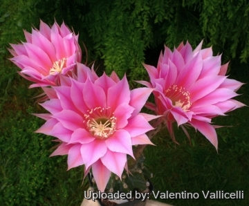 13890 valentino Valentino Vallicelli