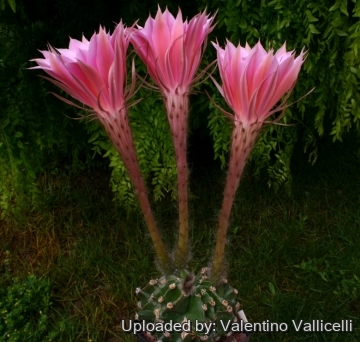 13892 valentino Valentino Vallicelli