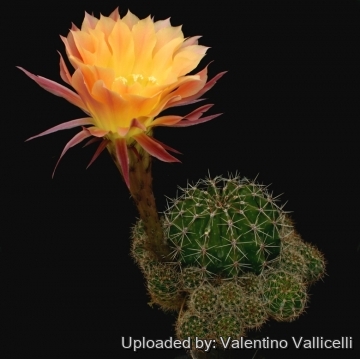 13896 valentino Valentino Vallicelli