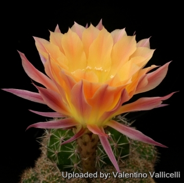 13897 valentino Valentino Vallicelli