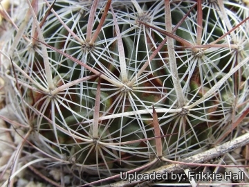 29820 frikkie Frikkie Hall