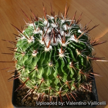 13966 valentino Valentino Vallicelli