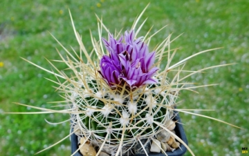 24102 agocs Agócs György