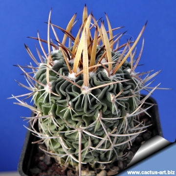 13994 cactus-art Cactus Art