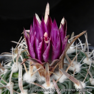 13998 valentino Valentino Vallicelli