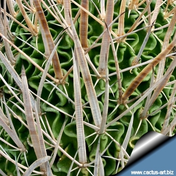 14045 cactus-art Cactus Art