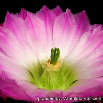 14121 valentino Valentino Vallicelli