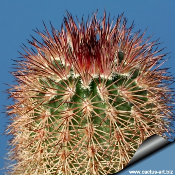 14123 cactus-art Cactus Art