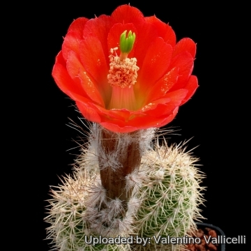 14128 valentino Valentino Vallicelli