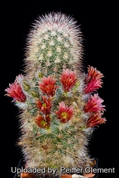 30751 cpif Peiffer Clement