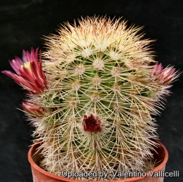 14135 valentino Valentino Vallicelli