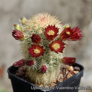 23771 valentino Valentino Vallicelli